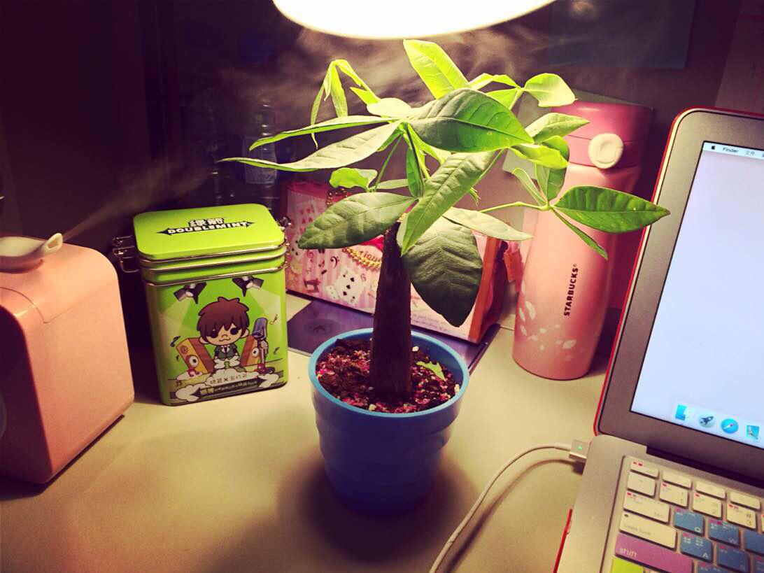 外国语学院举办“远离霾伏 共享蓝天”宿舍绿植照片征集活动