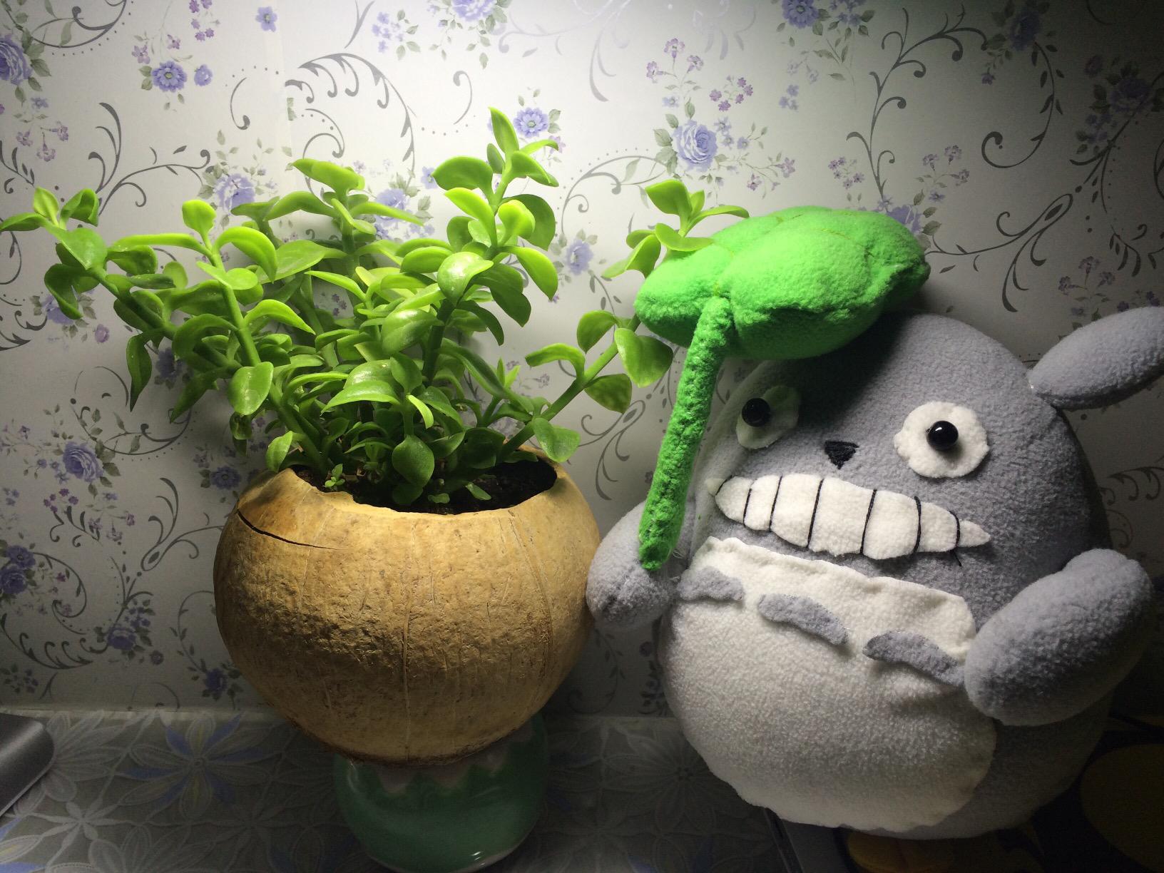 外国语学院举办“远离霾伏 共享蓝天”宿舍绿植照片征集活动